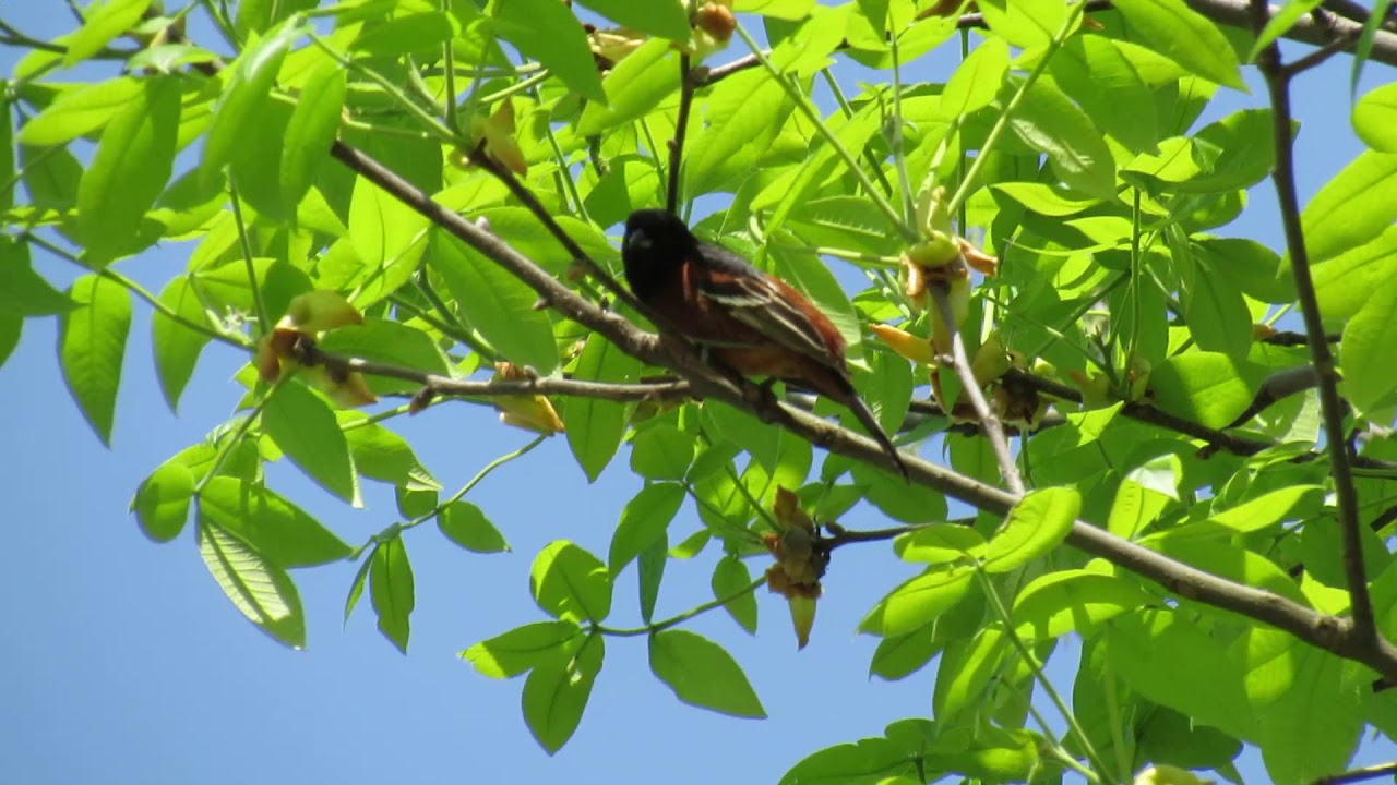 Orchard Oriole song