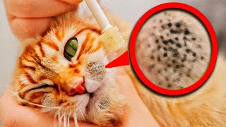 Girl Sees Weird Spots On Her Cat - VET Bursts Into Tears When He Sees Him. by Wonderbot Animals 20,372 views 2 months ago 8 minutes, 41 seconds