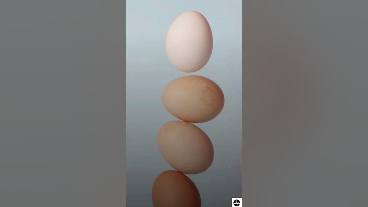 what-is-egg-veg-or-non-veg-bookletpoint-shorts-youtube