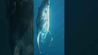 Deep Sea Delights 8K Video Ultra Hd - Abyssal Wonders In 8K Hdr Dolby Vision