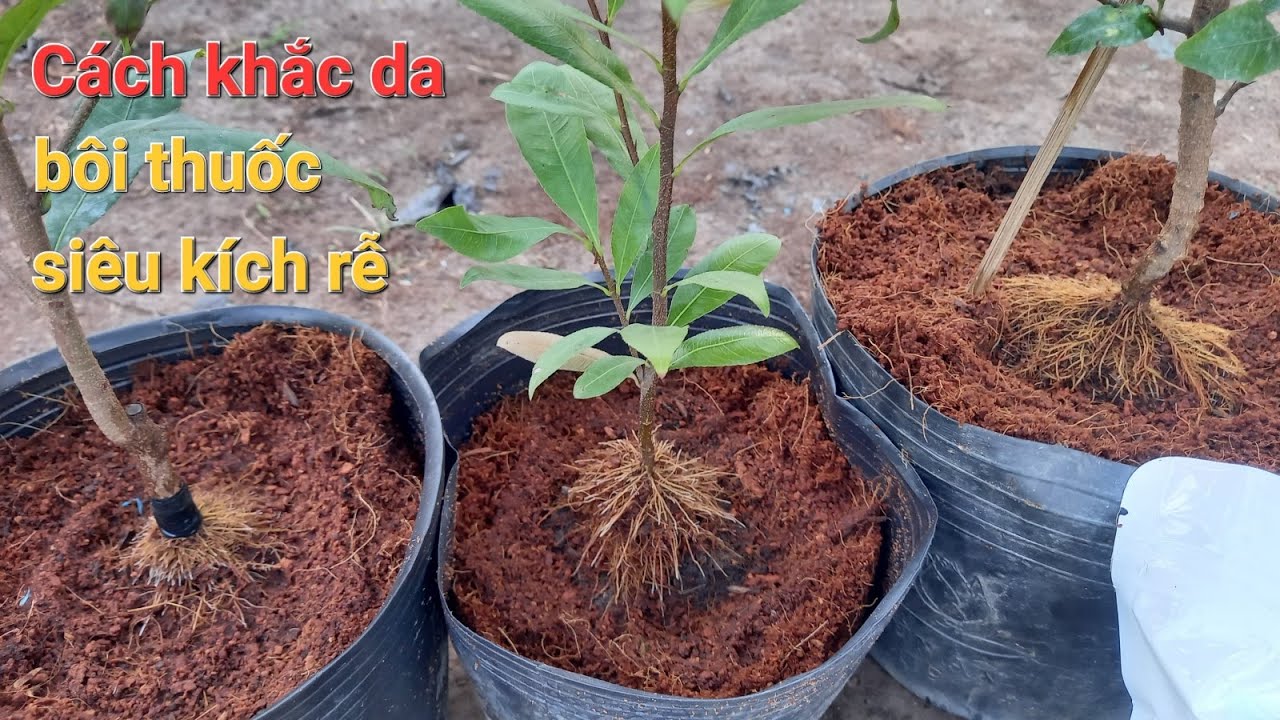 Cách khắc da tha thuốc tạo rễ nôm bằng thuốc siêu kích rễ + phân S5 vi sinh ĐT 0971203949 Mực