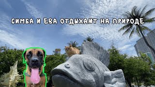 Симба и Ева отдыхают на природе🌳#прогулка #парк #приключения #друзья #веселье #игры #кот #собака