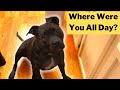 Funny Cute Pitbull Dog Doesn&#39;t Like Being Home Alone All Day.
