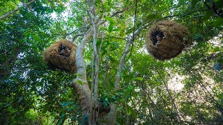 Amazing Girls Building Bird Nest House on Tree Top