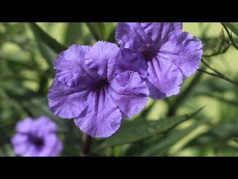 Vídeo: Quais Plantas Florescem Durante Todo O Verão