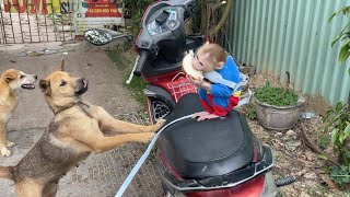 Monkey Kaka And Dog play Together Very Happily .