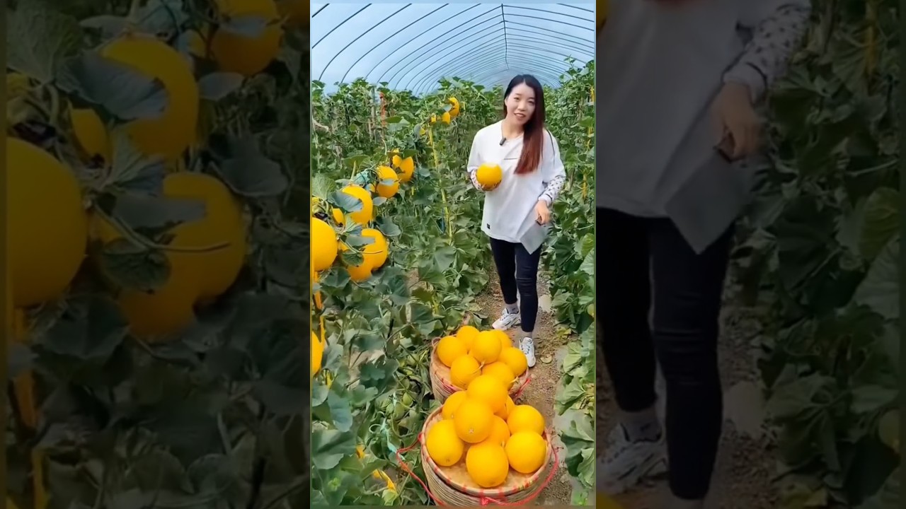 Amazing fruit cutting skill|fruit cutting video|Fruit framing|fruits 