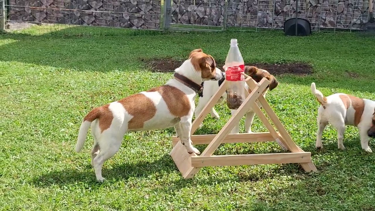 JACK RUSSEL Terrier von Maria Wald