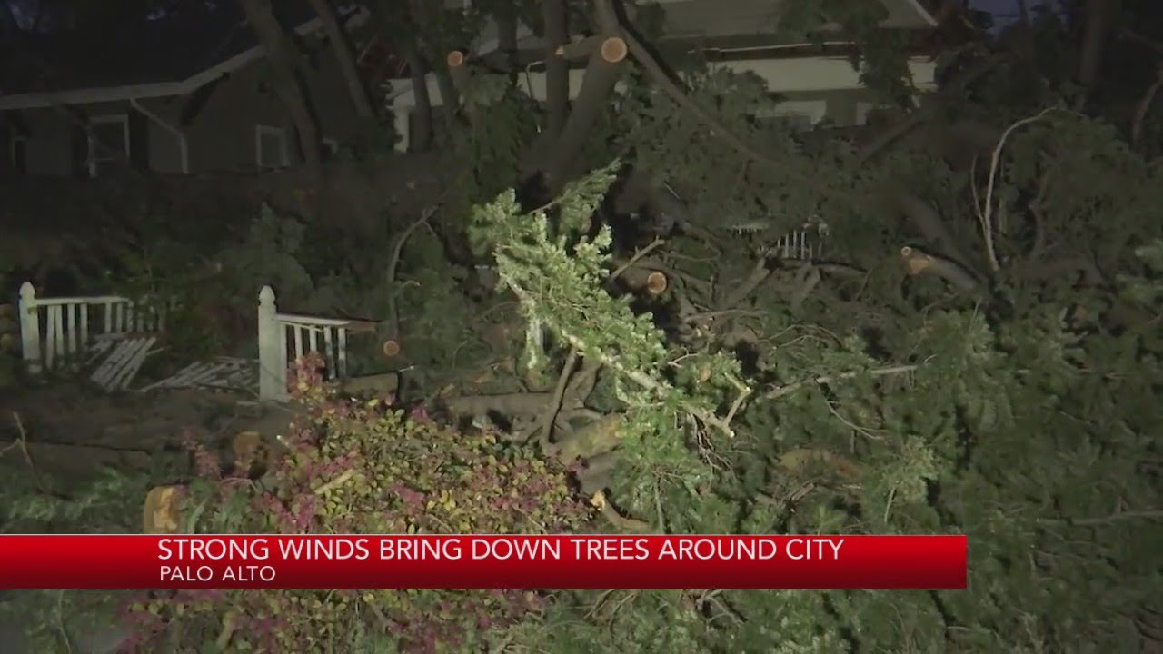 Strong winds bring down trees around Palo Alto - YouTube
