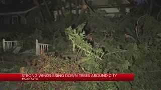 Strong winds bring down trees around Palo Alto