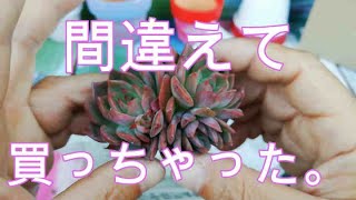 【韓国苗の植え方！】ブラックスワンと間違えて多肉(カット苗)を買ったけど。。