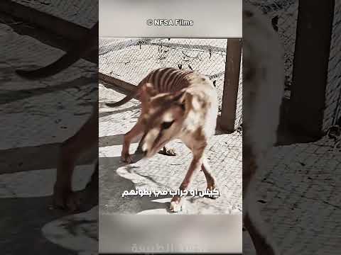 نمر تسمانيا المنقرض