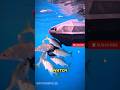 ​Catching massive fish with NO HOOKS? 🤯🤖 #shorts #fishing #tech