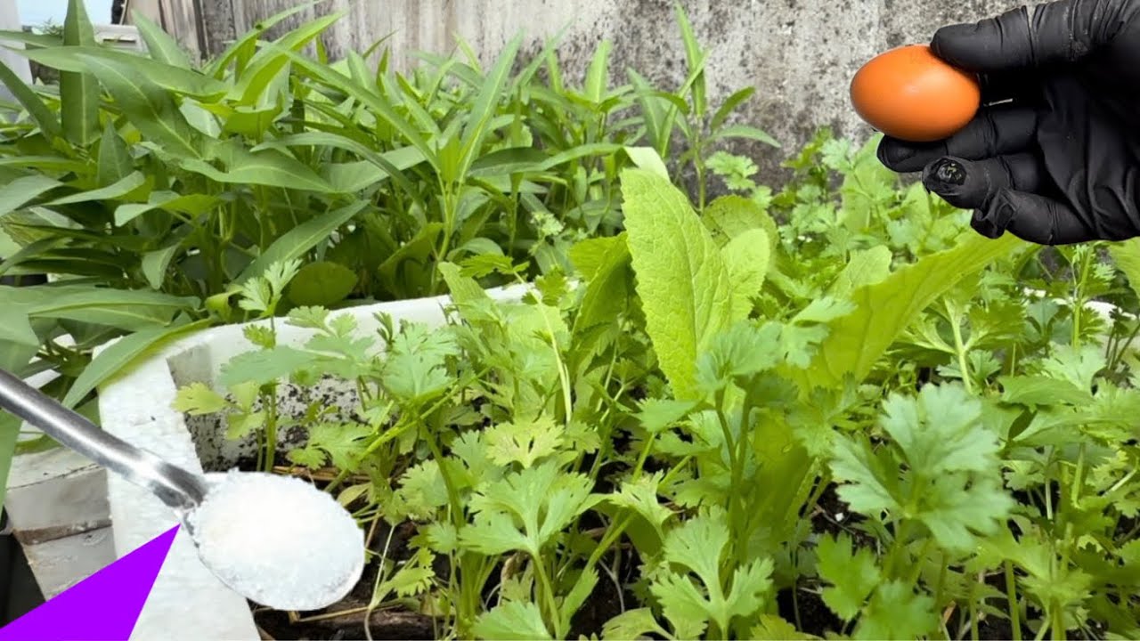 Khi Bạn Biết Cách Này / Tôi Và Bạn Không Tốn Tiền Đi Chợ Mua Rau , Thu Hoạch Quanh Năm 