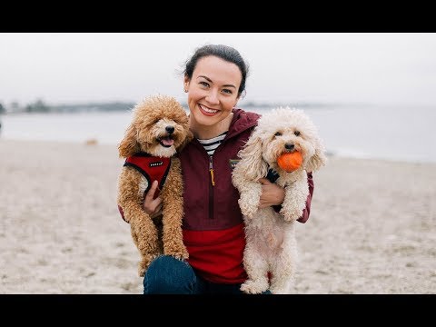 Puppies Playing on the Beach