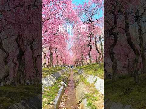 東海地方最大級の梅まつり🌸✨