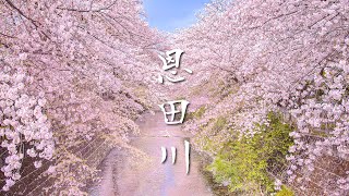 [4K] 桜色に染まる東京恩田川の桜並木 - Cherry Blossoms in full bloom at Onda river Tokyo - (shot on BMPCC6K)