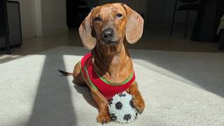 Mini dachshund is ready for the World Cup! ⚽️