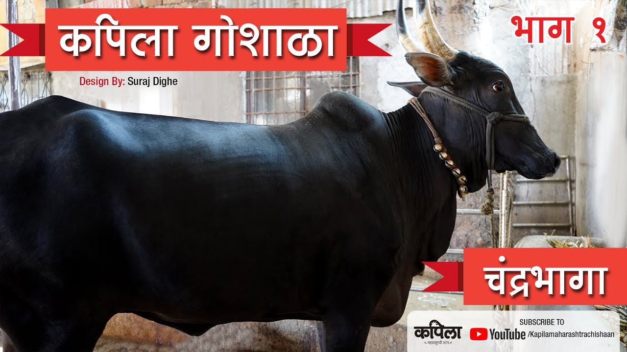 Kapila Maharashtrachi Shaan । कपिला गोशाळा । रामकृष्ण लांडगे । Kapila । २०१९ | भाग १