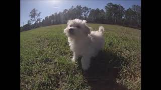 For in florida Havanese sale puppies