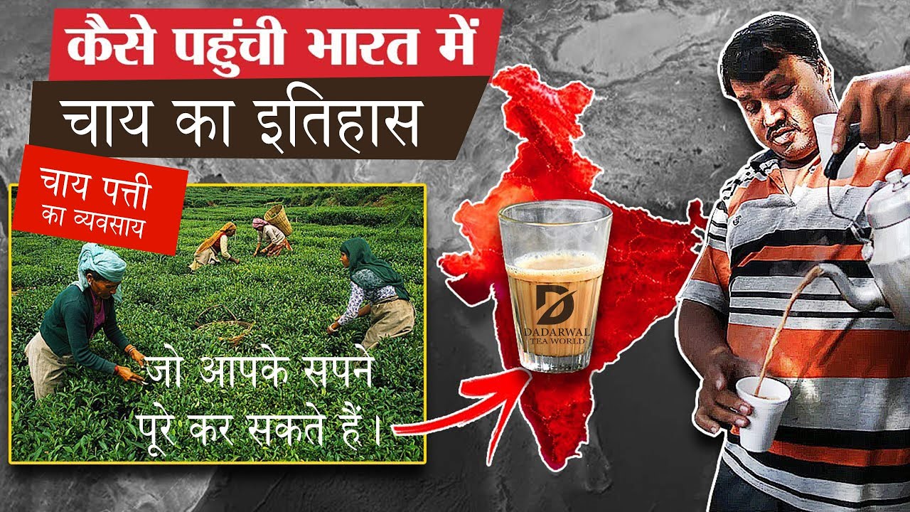 Dadarwal Tea चाय का इतिहास ! चाय पत्ती का व्यवसाय | chai ka itihas Dadarwal tea ...