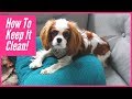 How Dog Parents Can Keep Their Homes Clean & Fresh!