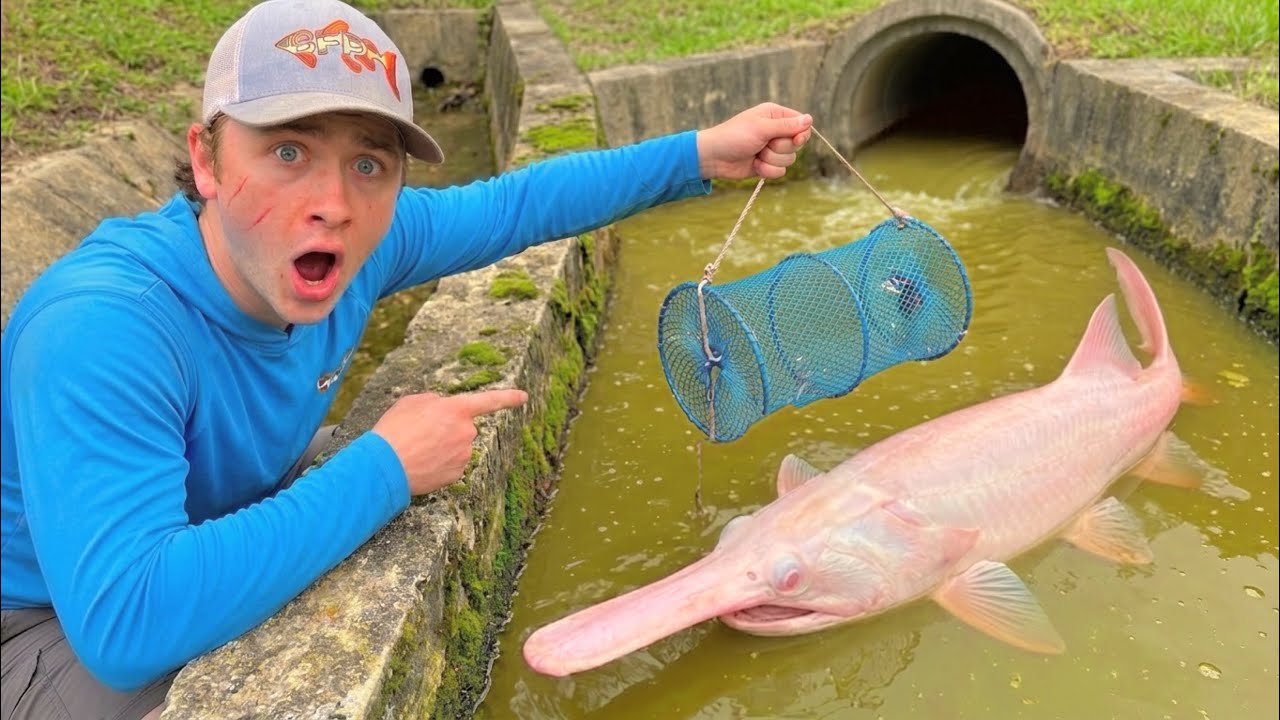 ¡Atrapamos peces gigantes de acuario con una trampa de 24 horas!