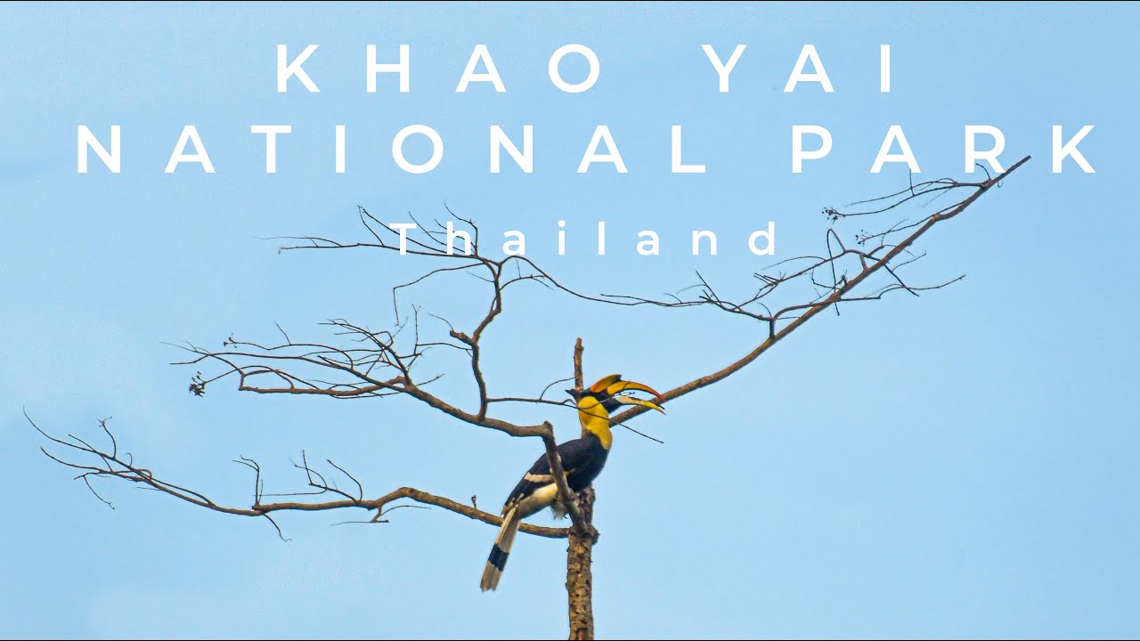 Spirits of the Forest | Wildlife of Khao Yai National Park