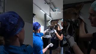 Удаление зуба у лошадей