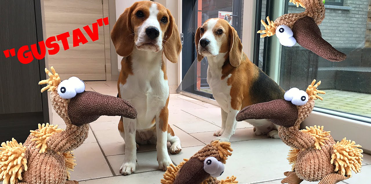 Funny Dog Toy Critics "Louie and Marie" Episode #10 : "Gustav The Vulture" from Trixie.