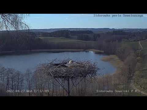 Sidorówka bociany – transmisja na żywo (Storks live video broadcast)