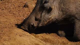 Warthog enjoys eating the soil #pilanesbergnationalpark #wildlifephotography