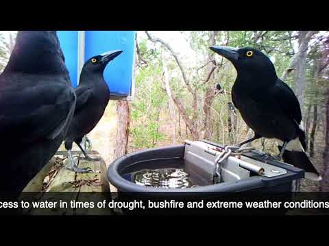 Tree Troff® Australian Bush Life