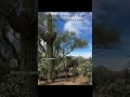 November designs @DesertCatCreations