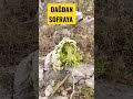 Dağ Kekiklerimizi Topladık.