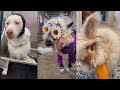 Tiktok's Most Absurd Animals 😼 | Pet/Animal Compilation