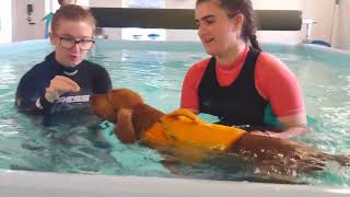 Daisy At Aqua Dog Hydrotherapy
