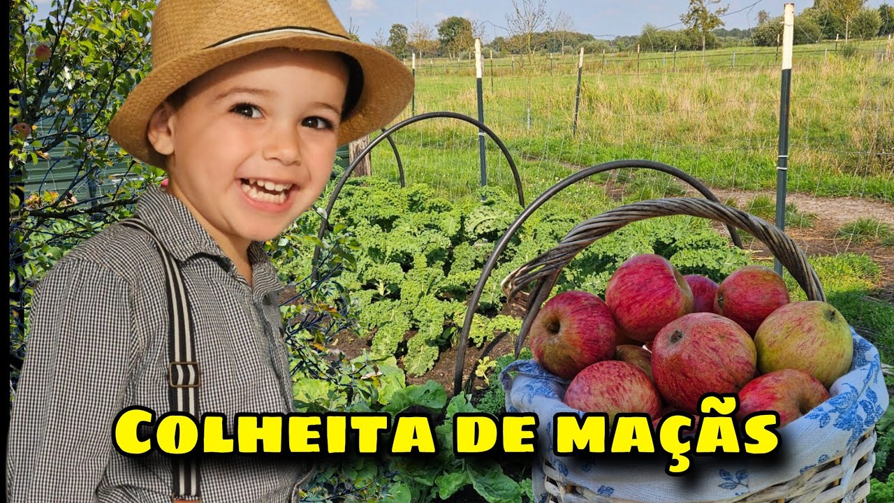Maravilhosa colheita de maçãs do quintal | Construimos um canteiro alto de ervas e temperos!