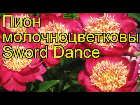 Пион молочноцветковый Сворд Данс. Краткий обзор, описание paeonia lactiflora Sword Dance