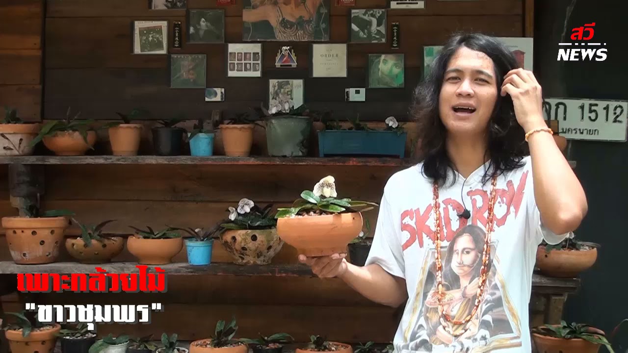 เพาะกล้วยไม้พันธุ์ “ขาวชุมพร” ขาย