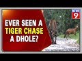 Tiger chasing wild dog in Kabini goes viral on social media