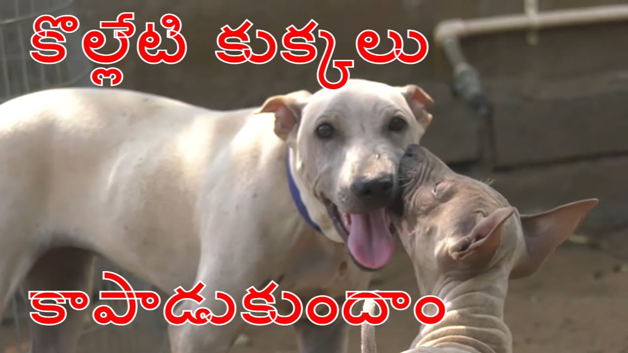 Jonangi dogs ll కొల్లేటి కుక్కలు ll varma book agri