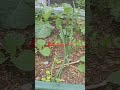 almost summer pt 2 #raisedbeds #gardening #kale #peonies #diy #garden #raisedgarden #vegetables