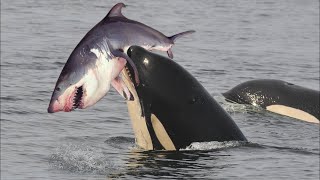 Top 8 Wildest Animals That Hunt Sharks  The Shark Encountered The Wrong Animals 8 Times  PITDOG