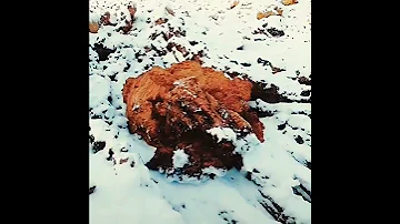 Чёрный Мёд. Кто знает что это?
