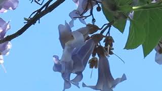 Paulownia tomentosa pavlovnie plstnatá