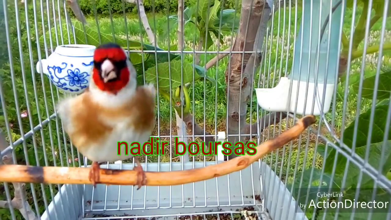 صوت الحسون البري2018