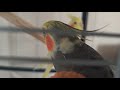 Cockatiel sings to my camera 😅