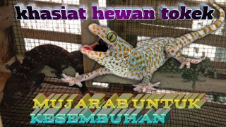 Fakta hewan tokek atau Gekko gecko, tentang khasiat dan manfaat