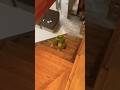🦖 Делай как динозавр 2 | Do it like a dinosaur 2 | 像恐龙一样做 #shorts #dino #dinosaur